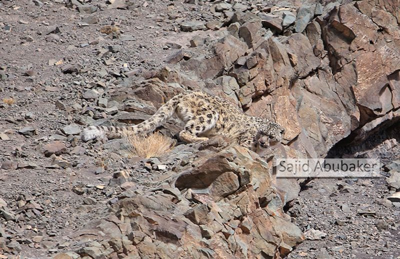 In search of snow leopard a photo journalists travelogue by Sajid Aboobaker Yathrakkidayil photo series