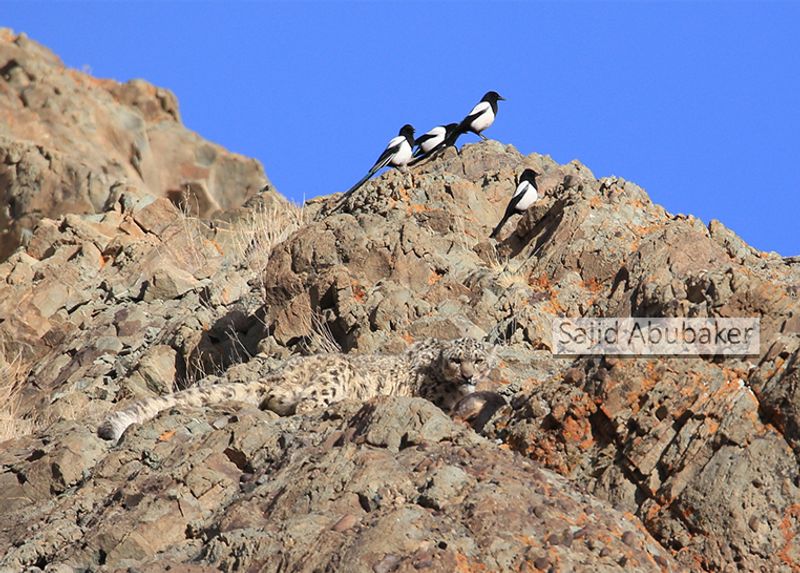 In search of snow leopard a photo journalists travelogue by Sajid Aboobaker Yathrakkidayil photo series