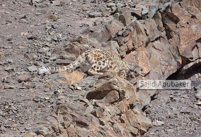 In search of snow leopard a photo journalists travelogue by Sajid Aboobaker Yathrakkidayil photo series
