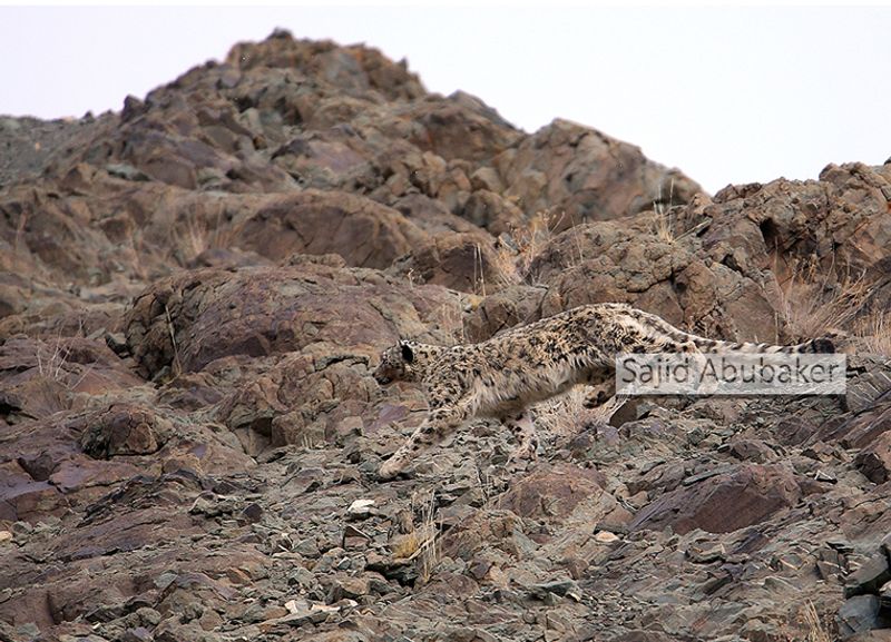 In search of snow leopard a photo journalists travelogue by Sajid Aboobaker Yathrakkidayil photo series