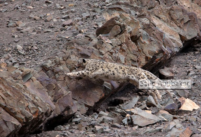 In search of snow leopard a photo journalists travelogue by Sajid Aboobaker Yathrakkidayil photo series