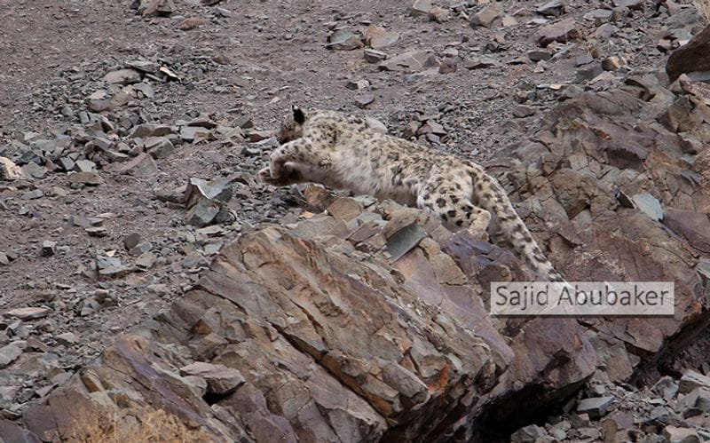 In search of snow leopard a photo journalists travelogue by Sajid Aboobaker Yathrakkidayil photo series