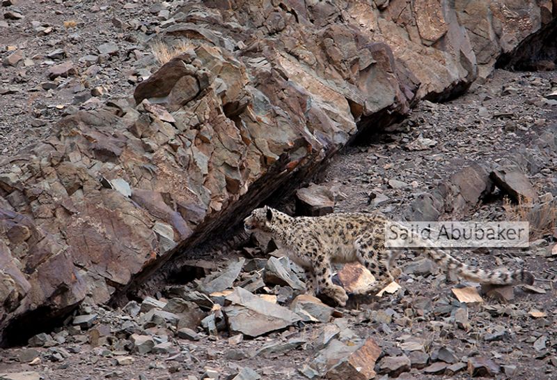 In search of snow leopard a photo journalists travelogue by Sajid Aboobaker Yathrakkidayil photo series