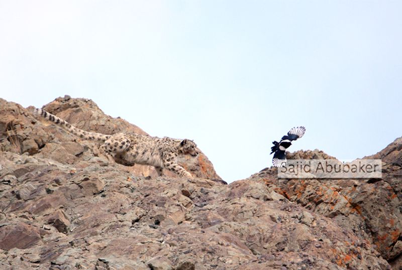 In search of snow leopard a photo journalists travelogue by Sajid Aboobaker Yathrakkidayil photo series