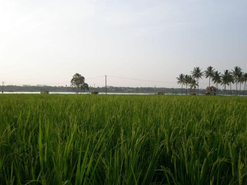 Varthur lake: These pictures from 2007 will leave you surprised