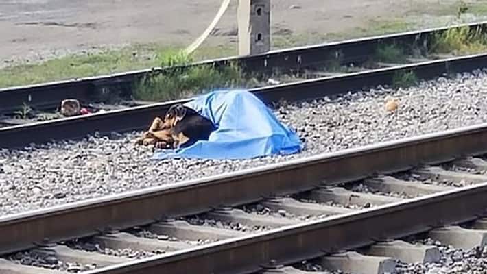 The heartbreaking moment a dog lies by the body of its dead owner who has been hit by a train The heartbreaking moment a dog lies by the body of its dead owner who has been hit by a train