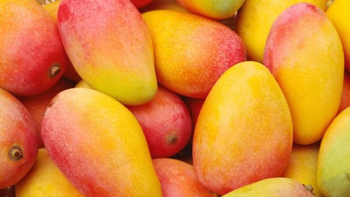 Bengaluru organic Mango Mela: City folk to taste variety as season ripens on May 30 Bengaluru organic Mango Mela: City folk to taste variety as season ripens on May 30