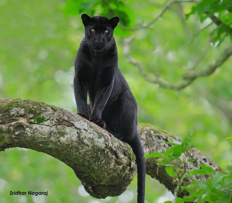 A place that never disappoints is "Pench National Park - jungle that became a book". The Kabini, also called Kapila, is one of the major tributaries of the river Cauvery in southern India.