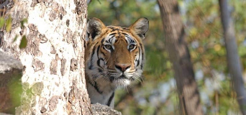 From tigers in their natural habitat to rare sandalwood trees and more, southern India has a lot to satiate your wanderlust. So, here are a few of the best destinations suggested by WildTrails app, that helps you to plan your wildlife travel right from hotel booking to your wildlife safari.