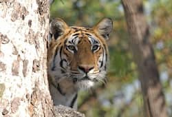 5 best wildlife safari destinations in South India that you must check out