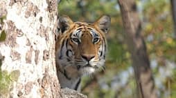 5 best wildlife safari destinations in South India that you must check out