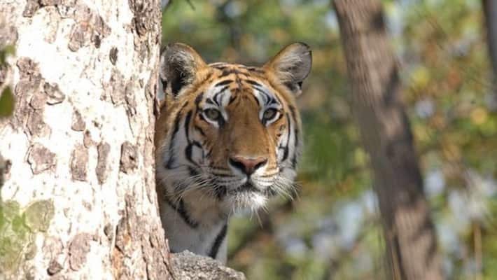 Tiger kills women catching crab with her husband Tiger kills women catching crab with her husband