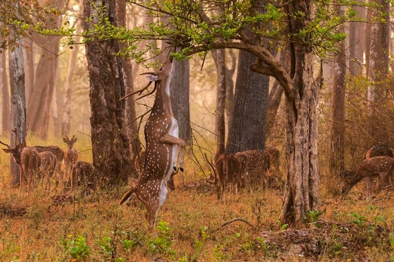 Nagarhole National Park, also known as Rajiv Gandhi National Park, is a wildlife reserve in the South Indian state of Karnataka. Part of the Nilgiri Biosphere Reserve, the park is backed by the Brahamagiri Mountains and filled with sandalwood and teak trees.