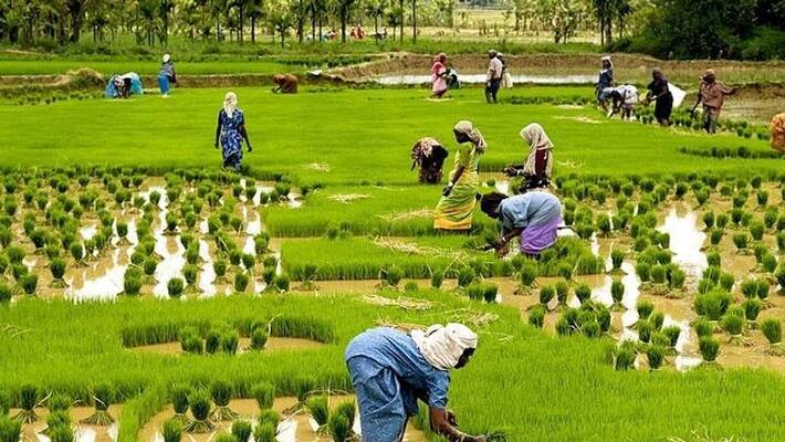 Farming Competition for farmers in Chikkamagaluru Farming Competition for farmers in Chikkamagaluru