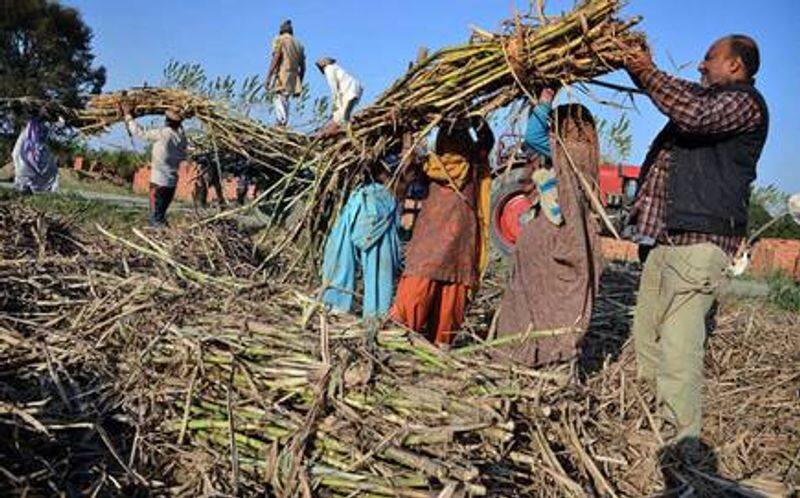 Seeman has alleged irregularities in the procurement of Pongal sugarcane