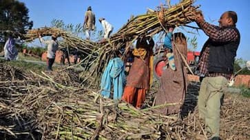 Good news for sugarcane farmers, all sugar mills will start crushing in UP by November 15