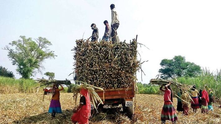 States Have Power To Jail Factory Owners For Not Paying sugarcane Farmers States Have Power To Jail Factory Owners For Not Paying sugarcane Farmers