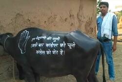 Buffalo is in election campaign