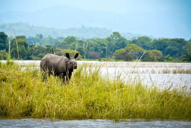 Kaziranga National Park, Assam: The national park is most famous for being home to the Indian Rhinos. But, did you know that it also houses two of the largest snakes in the world, the reticulated python and rock python, as well as the longest venomous snake in the world, the king cobra?