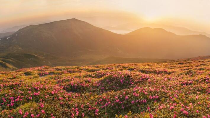Tourists allowed in Valley of Flowers but Covid 19 report must BSS Tourists allowed in Valley of Flowers but Covid 19 report must BSS