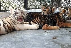 Dark-striped tiger cubs put to display for visitors in Vandalur zoo