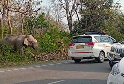 Wild elephant in saharanpur