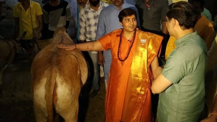Cow urine cured my breast cancer Sadhvi Pragya Cow urine cured my breast cancer Sadhvi Pragya