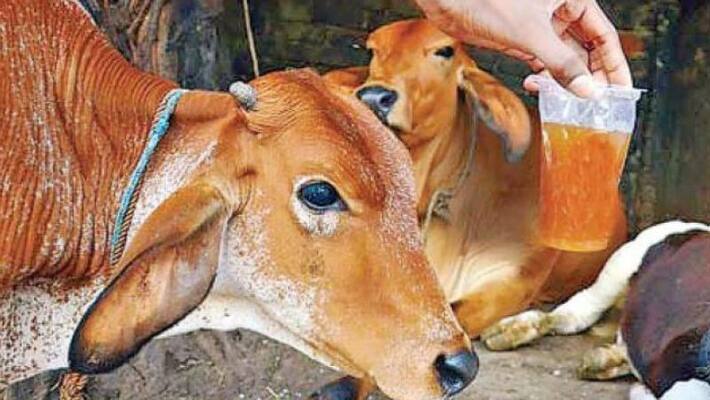 Gujarat sees increased demand for cow urine aftre report covid 19 case Gujarat sees increased demand for cow urine aftre report covid 19 case