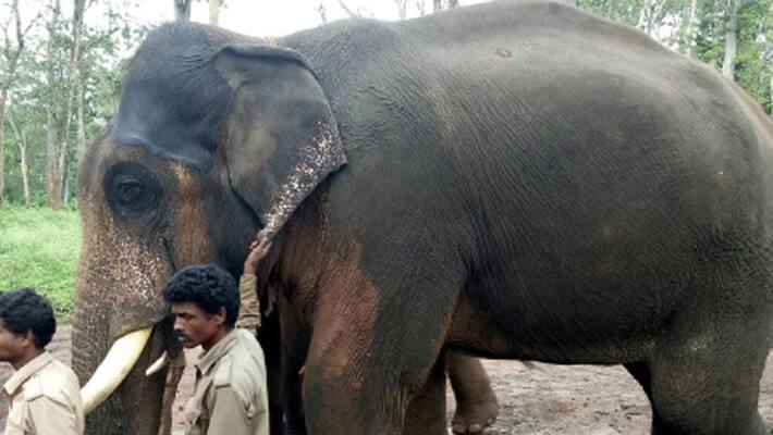 Mysuru Dasara Elephant Drona Died Due to Cardiac Arrest Mysuru Dasara Elephant Drona Died Due to Cardiac Arrest