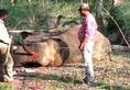 39 year old elephant known carry howdah Mysuru dussehra dies