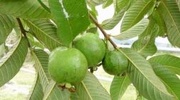 What diseases are cured by guava leaves? rsl