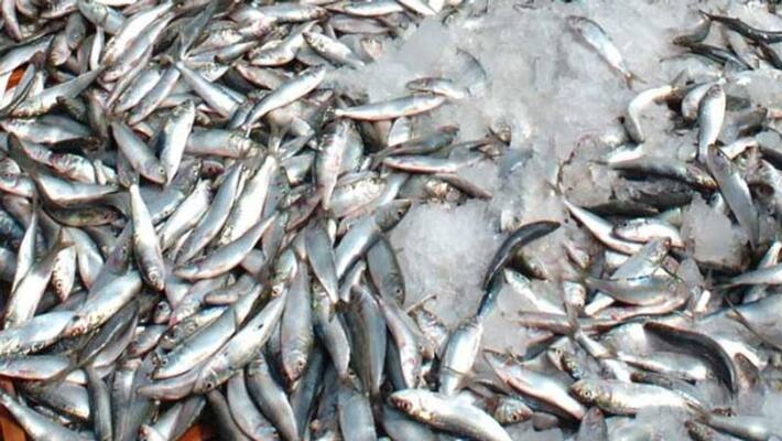 10 villagers attacks on ganapavaram lake for fishes 10 villagers attacks on ganapavaram lake for fishes