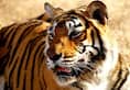 Karnataka: Three tigers dead in ten days; poisoning suspected