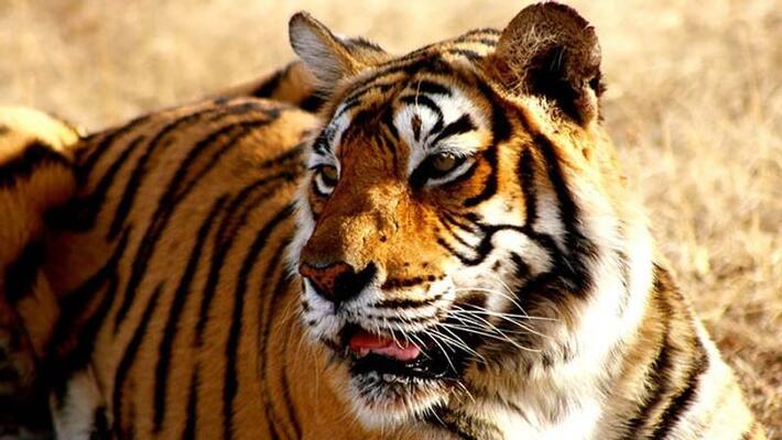 Tiger killed 23 year old forest watcher Tiger killed 23 year old forest watcher