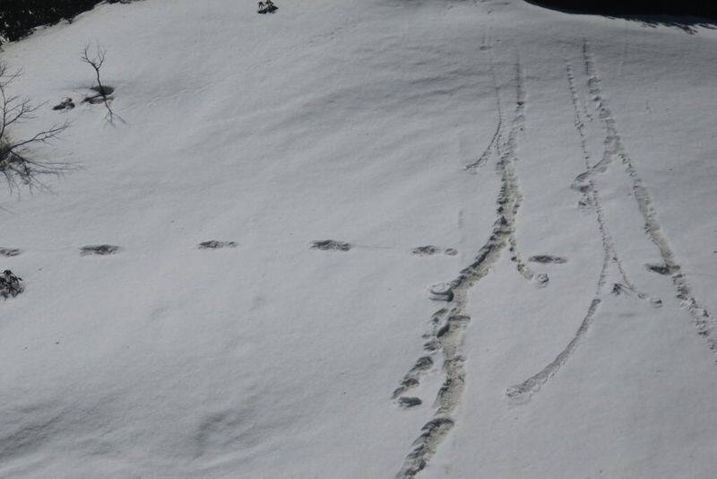 Indian Army Tweets About Yeti Footprints Sighted By Expedition Team