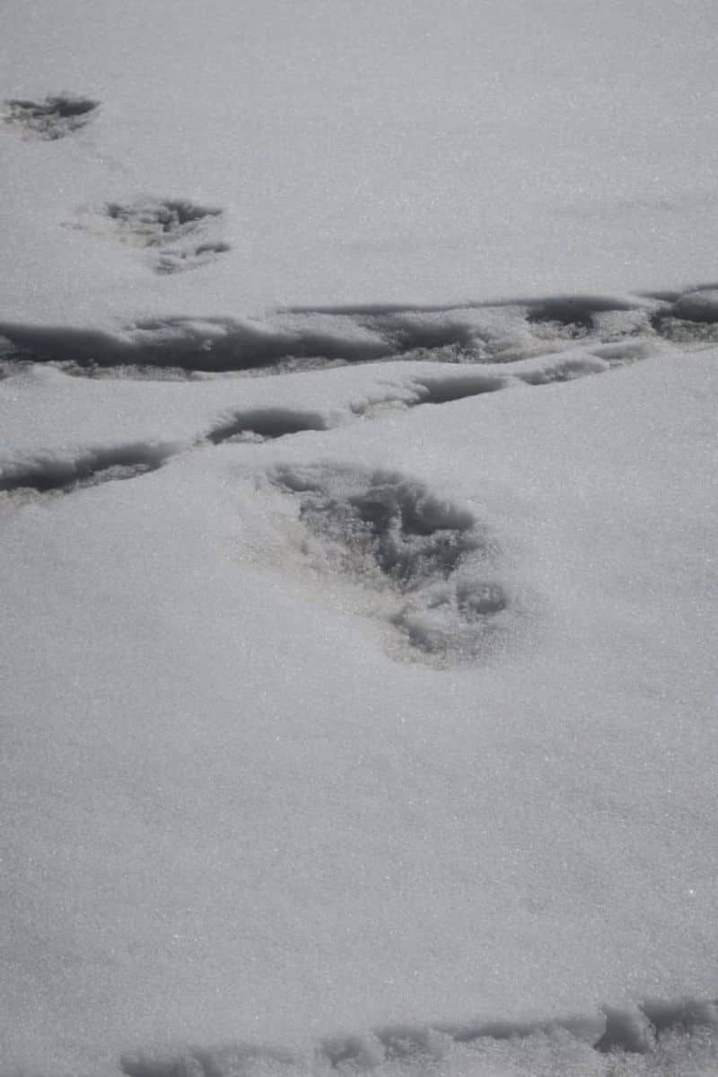 The Mountaineering Expedition Team came across gigantic footprints close to Nepal's Makalu Base Camp on April 9. The footprints measure 32x15 inches.