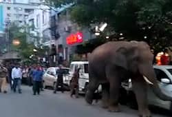 Wild elephant terrorises Guwahati city