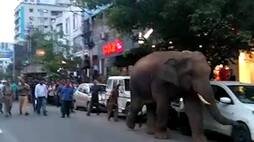 Wild elephant terrorises in Guwahati city