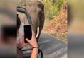 Watch this angry elephant turn tourist attraction in Madhya Pradesh