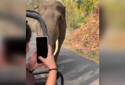 Watch this angry elephant turn tourist attraction in Madhya Pradesh
