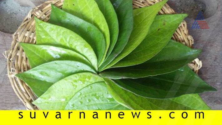 Betel Leaf Price Increased in Chikkaballapur Market grg Betel Leaf Price Increased in Chikkaballapur Market grg