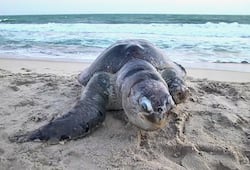 Cyclone Fani: Olive Ridley sea turtle found dead in Ramanathapuram