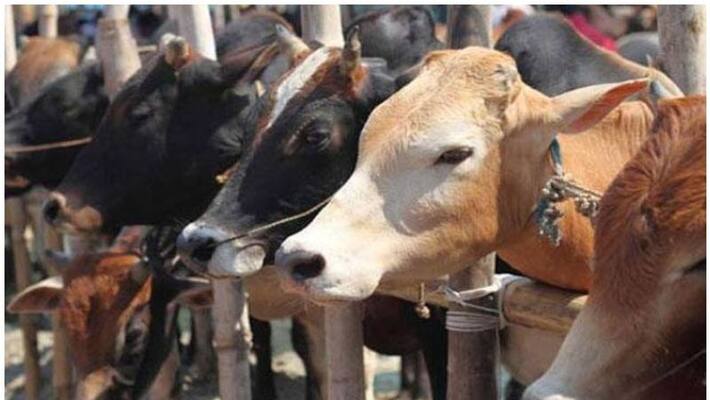 two cow found dead; trilokpuri in tension two cow found dead; trilokpuri in tension