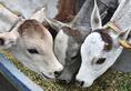 Cow meat, bones found in Karnataka trucks