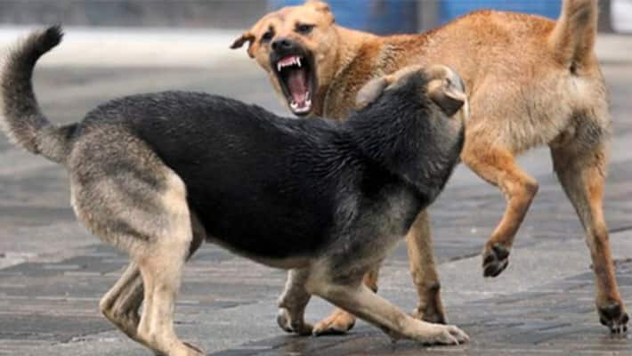Five-year-old boy dies after being attacked by stray dogs Five-year-old boy dies after being attacked by stray dogs