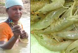 Tamil Nadu fisherwomen risk their lives; use traditional method to catch shrimps