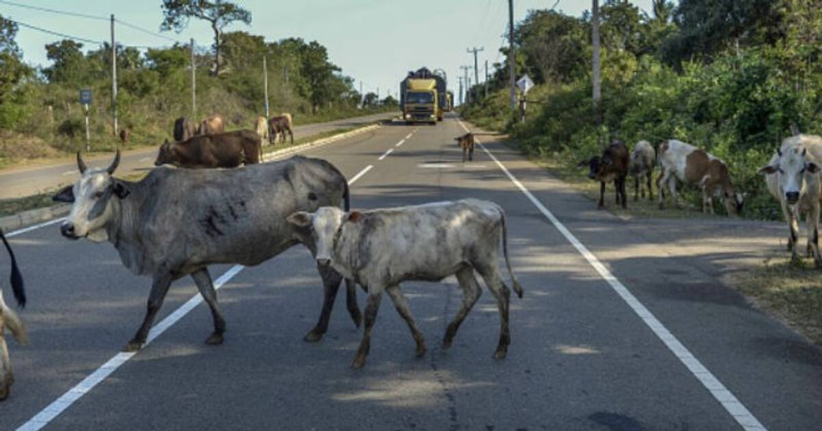 சாலைகளில் கால்நடை சுற்றித் திரிந்தால் ரூ.10,000 அபராதம்.. மாநகராட்சி அதிரடி அறிவிப்பு..!
