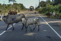 BSF apprehends two cattle smugglers with six cattle along India Bangladesh border