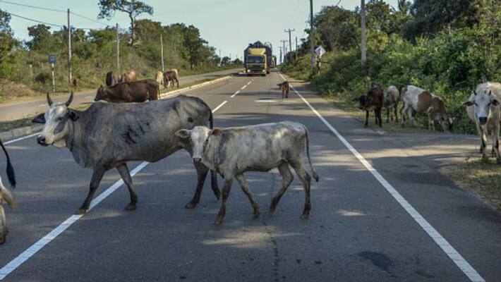 Rs. 10,000 fine for roaming cattle on the roads..trichy corporation Rs. 10,000 fine for roaming cattle on the roads..trichy corporation