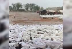 Heavy rain destroyed the stored wheat